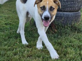 Nathan – Ein Entdecker mit großem Herzen sucht sein Für-immer-Zuhause!