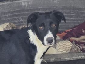 Nina – Eine lebensfrohe kleine Hundedame sucht ihr großes Glück!