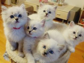 Ragdoll-Birma Kitten suchen ein neues Zuhause