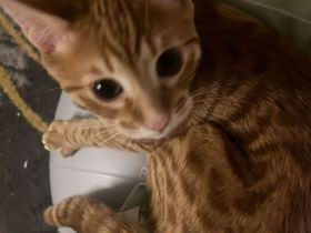 Ein Kätzchen / Reinrassiger Bengal