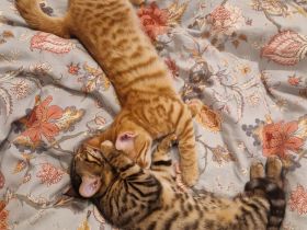 Zwei Kätzchen / Reinrassige Bengalkitten