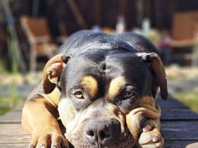 American Bully XL Deckrüde Champion