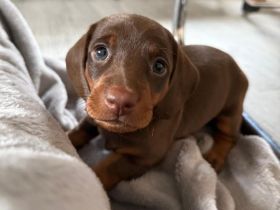 Kurzhaardackelwelpen