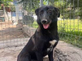 Lucy Lu- wundervolle Hündin sucht ihre für immer Menschen💖🫂