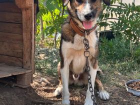 Brownie – Ein treuer Rüde sucht sein Für-Immer-Zuhause🏡🐶