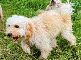 Zwergpudel Apricot Welpe 6 Monate