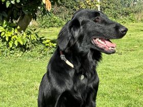 Flat Coated Retriever Deckrüde