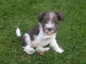 schnauzis von der Lewitz