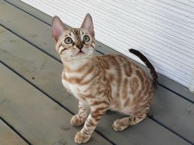 Schönes Bengal-Kätzchen