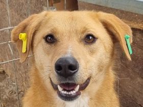 Lucia, zarte Hundeseele auf der Suche nach einem einfühlsamen Zuhause, 3 Jahre, 54 cm