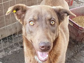 Thea, sehr freundliche Junghündin, die menschliche Aufmerksamkeit genießt, 1,5 Jahre, 54 cm
