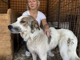 Zita hat Potential zur Traumhündin