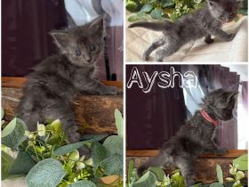 Maine Coon Kitten XXL Gene