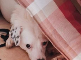 Miles sucht sein Für-Immer-Zuhause Standort: 74931 Lobbach