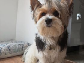 Wertvolle männliche und weibliche Biewer Terrier Welpen