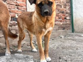 Luana- menschenbezogene Hündin sucht Ihr für immer zuhause🩷🐶