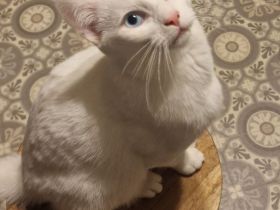 Deckkater Khao Manee