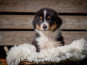Australian Shepherd Welpen