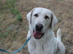 Nona, Akbash Mischling, geb. 2022, großes Mädel sucht Haus und Hof