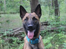 Smoky, Malinois, geb. 2024, freundlicher, aktiver Begleiter