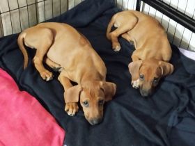 Rhodesian Ridgeback Welpen (nur noch zwei Mädchen)