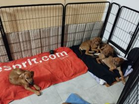 Rhodesian Ridgeback Welpen abgabebereit