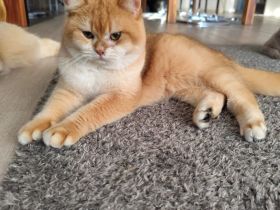 BKH Gold Shaded Farben Deckkater.