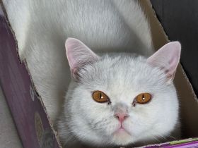 Bkh Kater, Sehr Lieb & Verschmust inkl. Zubehör !