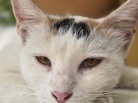 Lucia, geb. ca. 08/2024, lebt in GRIECHENLAND, auf einer privaten Pflegestelle