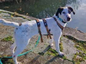 Mit Ozzy zieht gute Laune bei dir ein