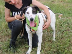 Mit Ozzy zieht gute Laune bei dir ein