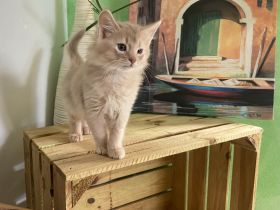 Somali Kitten silber