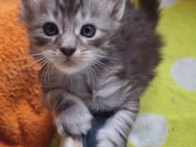 Bezaubernde Maine Coon Kitten zu verkaufen