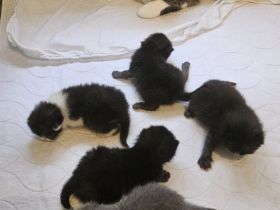 Süße Baby Katzen (BKH)