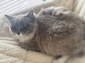 Ragdoll Cherubim Katze abzugeben