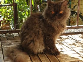 Selkirk Rex Katzen abzugeben