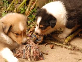 Fox Lions Amerikanische Collies - mehrere Welpen erwartet