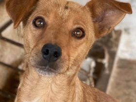 Allya, geb. ca.02/2024, lebt auf einer Pflegestelle in 20457 Hamburg