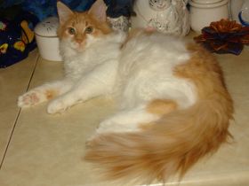 Norwegische Waldkatzen