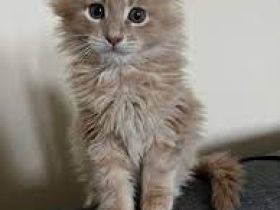 🐾Maine Coon Kätzchen zu verkaufen – Reinrassig, gesund & bezaubernd! 🐾