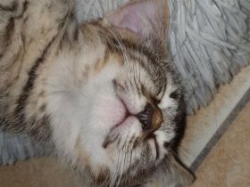 Zuckersüße Sibirische Waldkatzen Mischlinge abzugeben