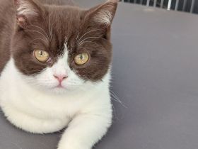 Britisch Kurzhaar Kitten