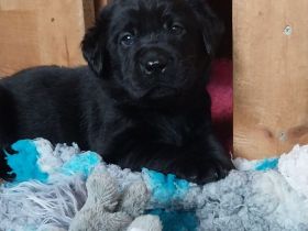Labrador Retriever mit Ahnentafel *Körzucht*