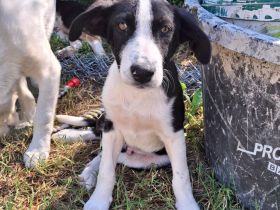 Welpe Ivan / männlich / derzeit noch in Griechenland