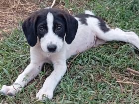 Welpe Eliot / männlich / derzeit noch in Griechenland /