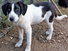 Junghund Eliot / männlich / derzeit noch in Griechenland /