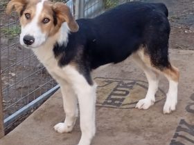 Junghund Alex / männlich /  derzeit noch in Griechenland