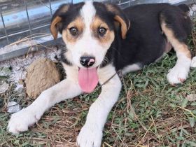 Welpe Alex / männlich /  derzeit noch in Griechenland