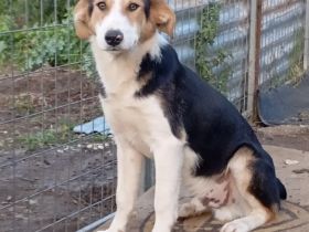 Junghund Alex / männlich /  derzeit noch in Griechenland