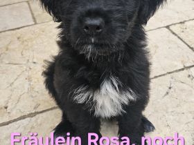 Bezaubernde Wäller Hündin 01.08.2025 sucht noch ihre Familie